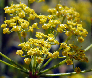 Wild Parsnip