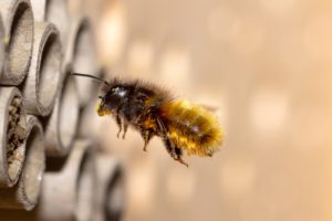 Bees, agrochemicals and the microbiome