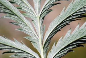 underside silverweed