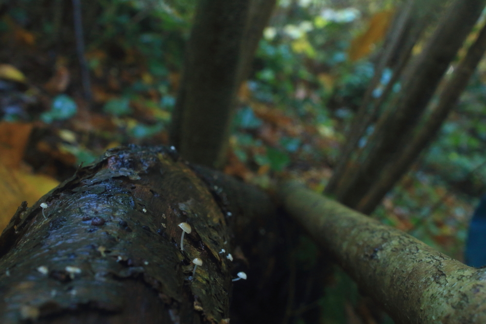 Bonnet on fallen tree trunk