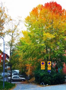 The short lives of many urban trees