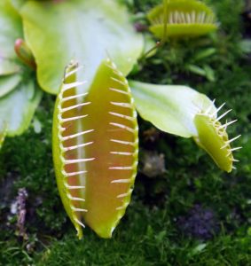 Foliar feeding - the Venus Flytrap
