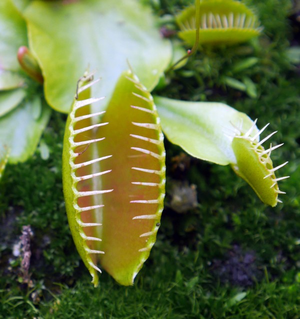 venus fly trap