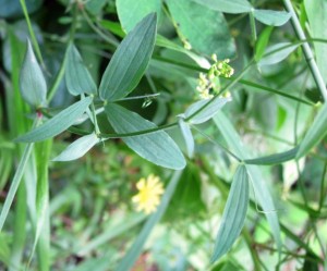 vetch leaf