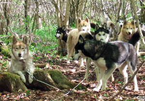 Sled Dog Training