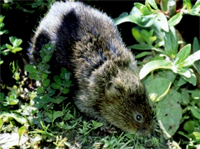 Water Voles and Waterway Wildlife Survey