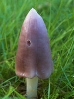 The National Trust, mushrooms and toadstools