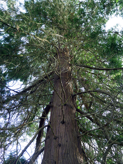 western-red-cedar