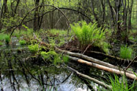 Wet Woodland - Carr