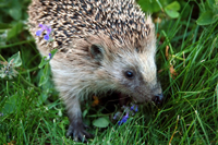 Where have all the hedgehogs gone?