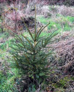 Trees for Christmas.