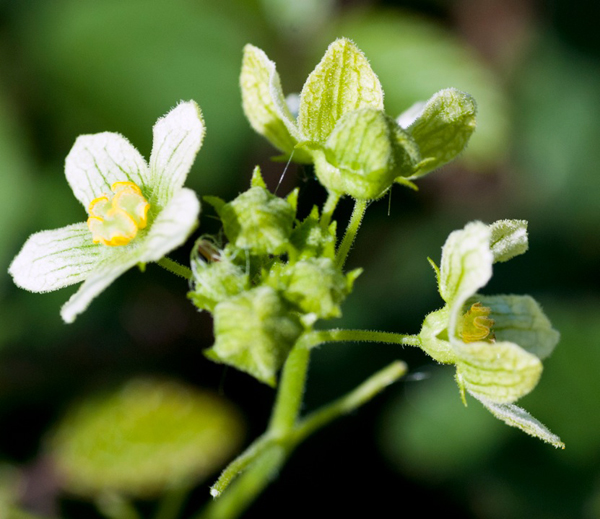 white-bryony-2