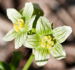 white bryony flower