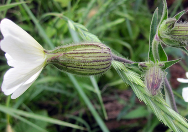 white-campion