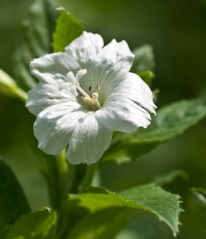 white-rose-bay