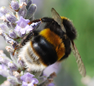 Know your bumblebees