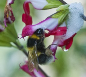 white tailed bumblebee