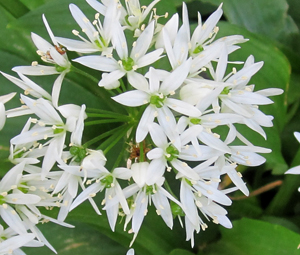 Composting loos and wild garlic.