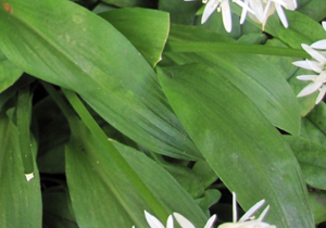 wild garlic leaves