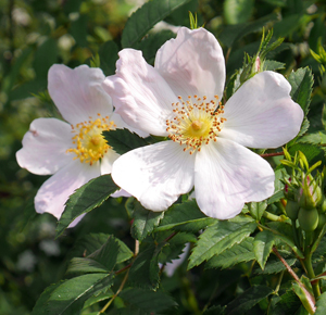 Hedgerow scramblers and climbers