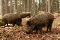 Wild Boar and Woodland Regeneration