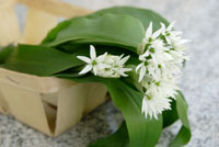 Wild Garlic Recipes