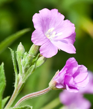 willow-herb-hirsutum