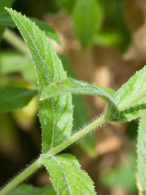 willow-herb-leaf-and-stem