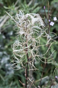 willow herb seed dispersal