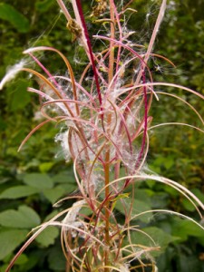 willow-herb-seeds
