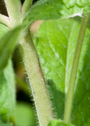 willow-herb-stem