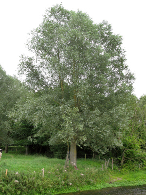 Cricket Bat Willow