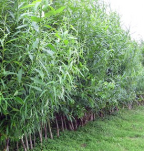 Biofuel from willow.