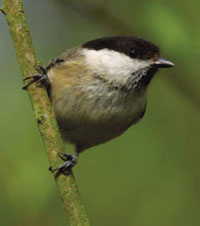 Bird Decline Indicates Homogenised Woods