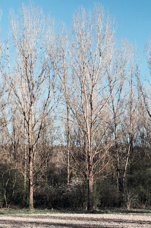 Winter Poplars