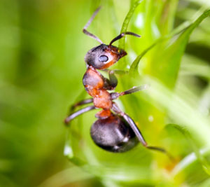 Woodland ants.