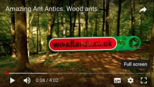 Wood Ants film