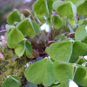 Wood Sorrel