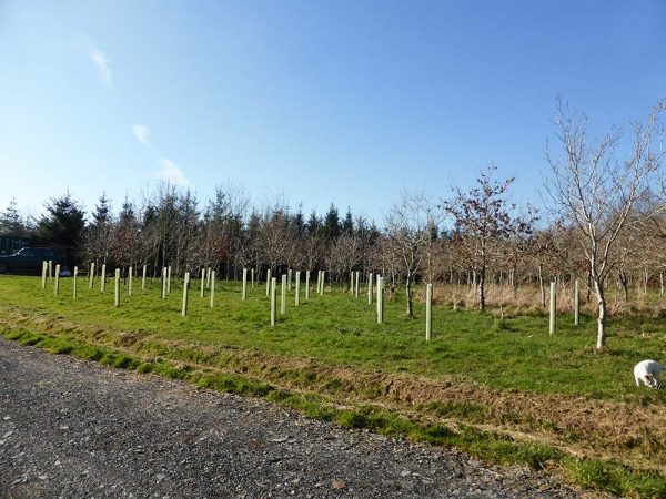  the newly-planted ‘family wood’,