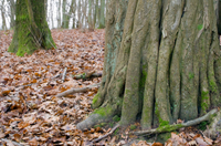 Treebog Course with The Nature's Playground Project – “quite beautiful toilets …”