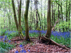 Birds in woodlands