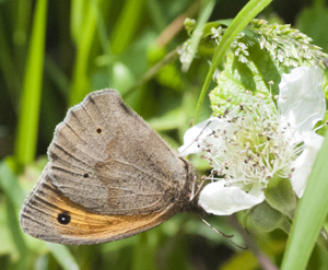 woodland butterfly