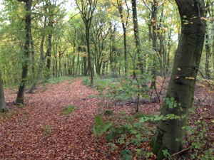 Buying a Woodland Together – Joint Purchasing