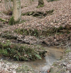 woodland stream