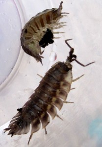 Cooking and eating woodlice (pillbugs) - a real bushcraft experience