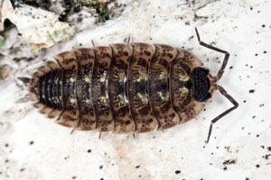woodlice - nature's recyclers