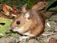 The Wood Mouse