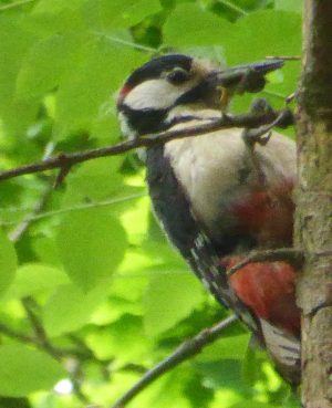 Feed the birds …..