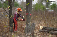 Getting Help With Selling the Produce of a Small Woodland