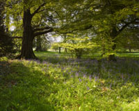SOS: Save Our Sedge – woodland plants in decline?